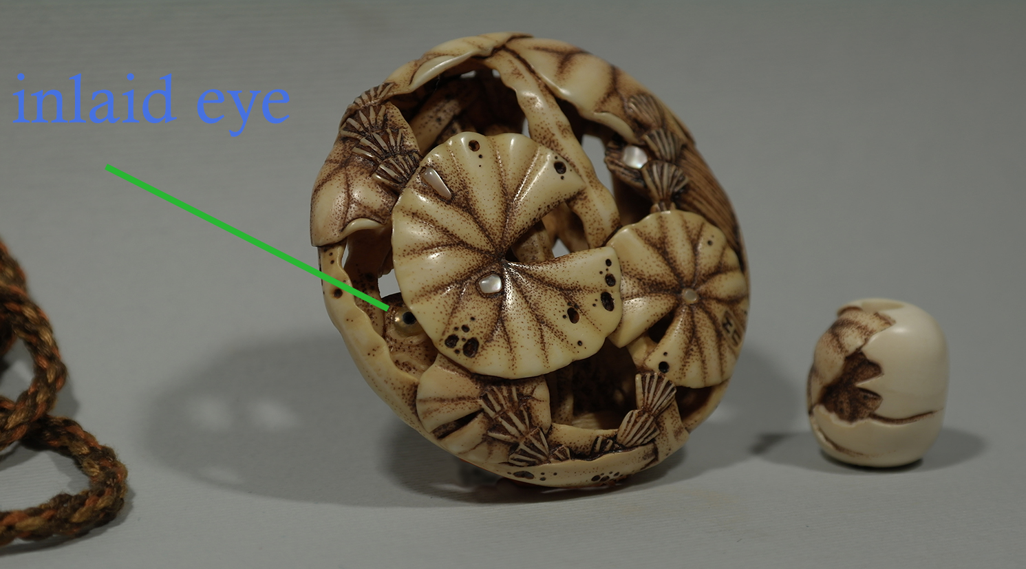 Carp under the lotus leaves 7 eye